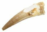 Fossil Spinosaurus Tooth - Real Dinosaur Tooth #225546-1
